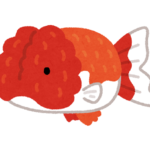 らんちゅうの稚魚に最適な餌はミジンコ？らんちゅうの繁殖について