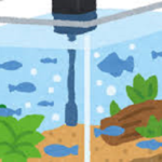 ミジンコを水槽で繁殖させるには？水質は気を付けるべき？